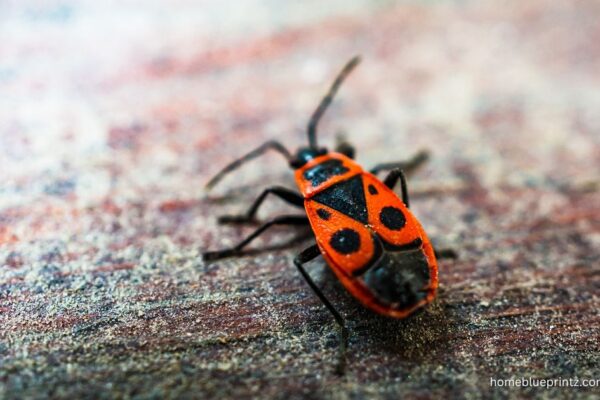 Little Orange Bugs