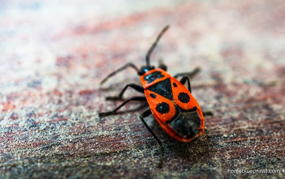 Little Orange Bugs