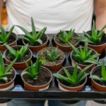 The Ultimate Guide to Plant Trays: Grow Healthier Plants with Ease