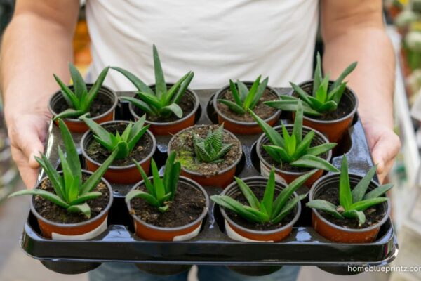 Plant Trays