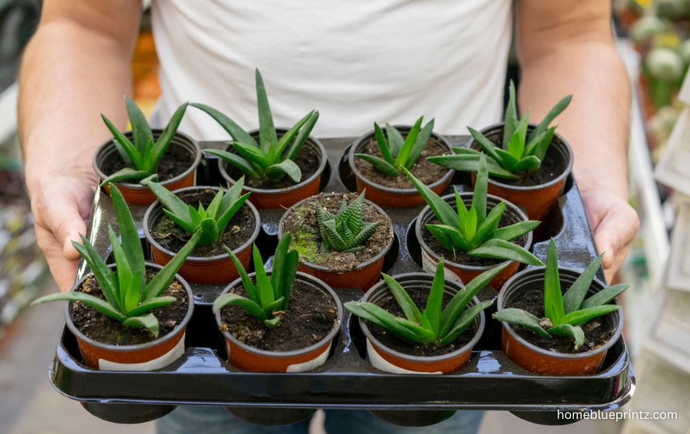 Plant Trays